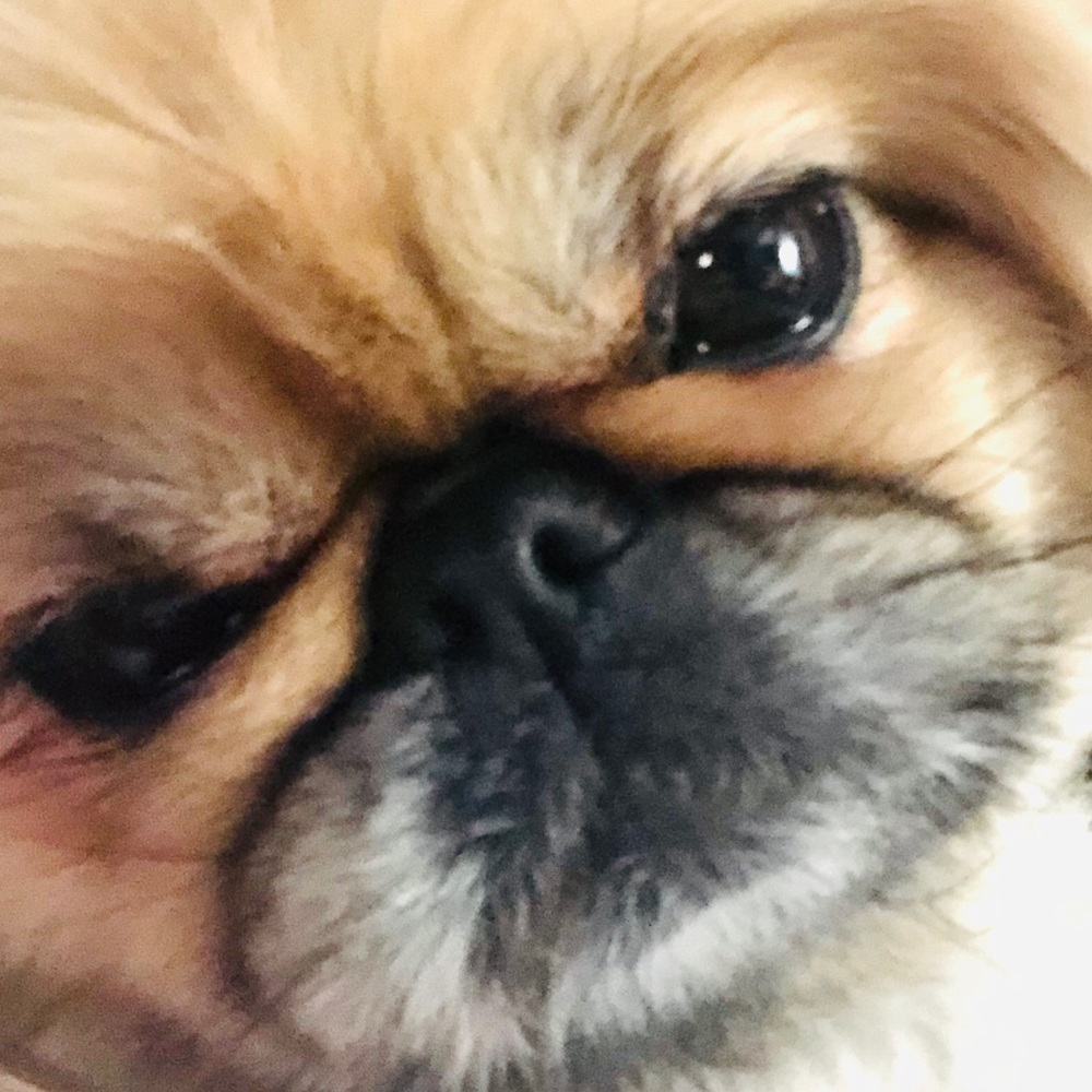 Meet your Posher, Dinah